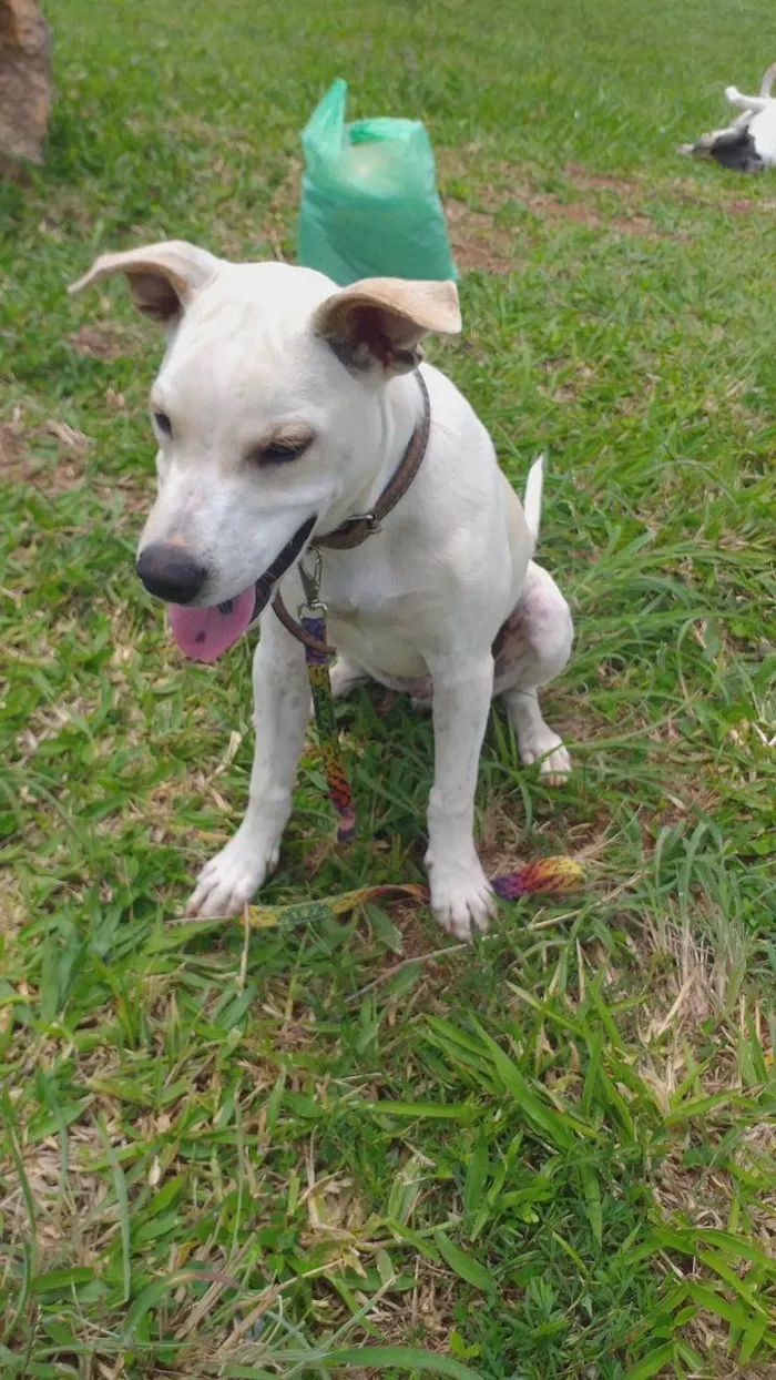 Cachorro ra a SRD-ViraLata idade 7 a 11 meses nome Fábio Júnior 