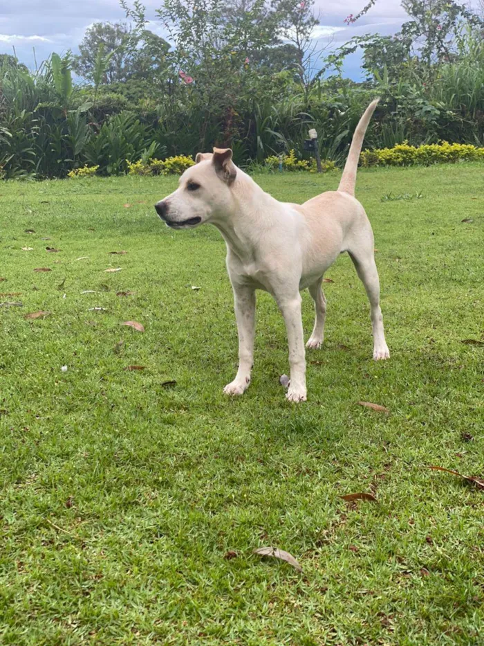 Cachorro ra a SRD-ViraLata idade 7 a 11 meses nome Fábio Júnior 