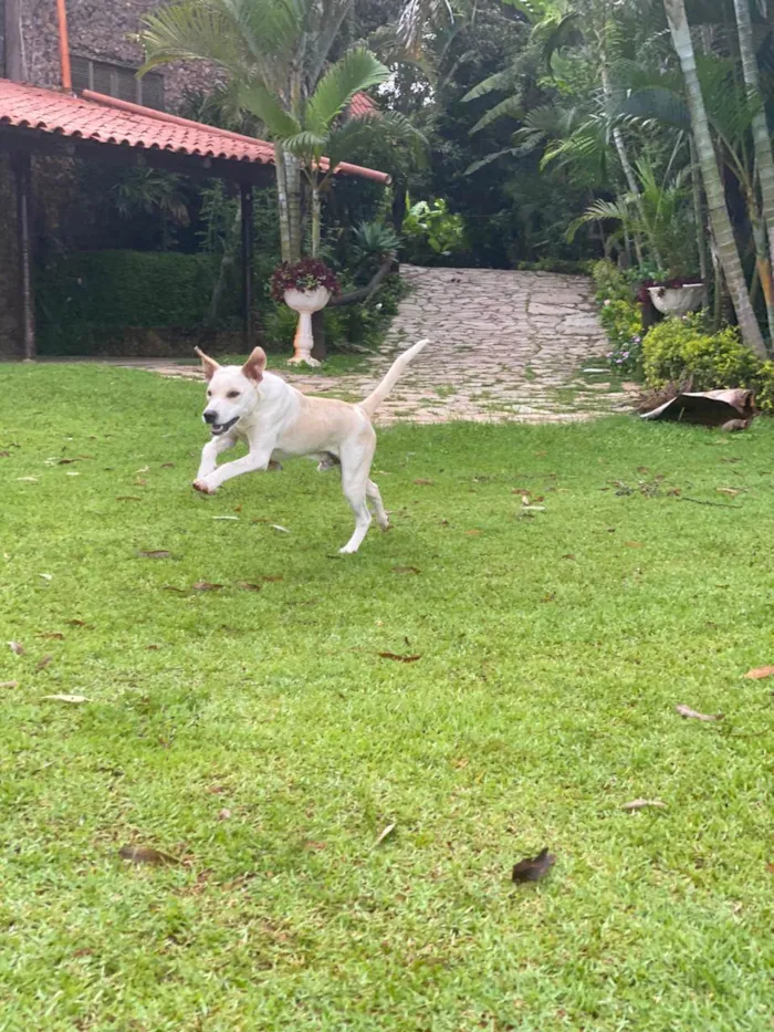 Cachorro ra a SRD-ViraLata idade 7 a 11 meses nome Fábio Júnior 