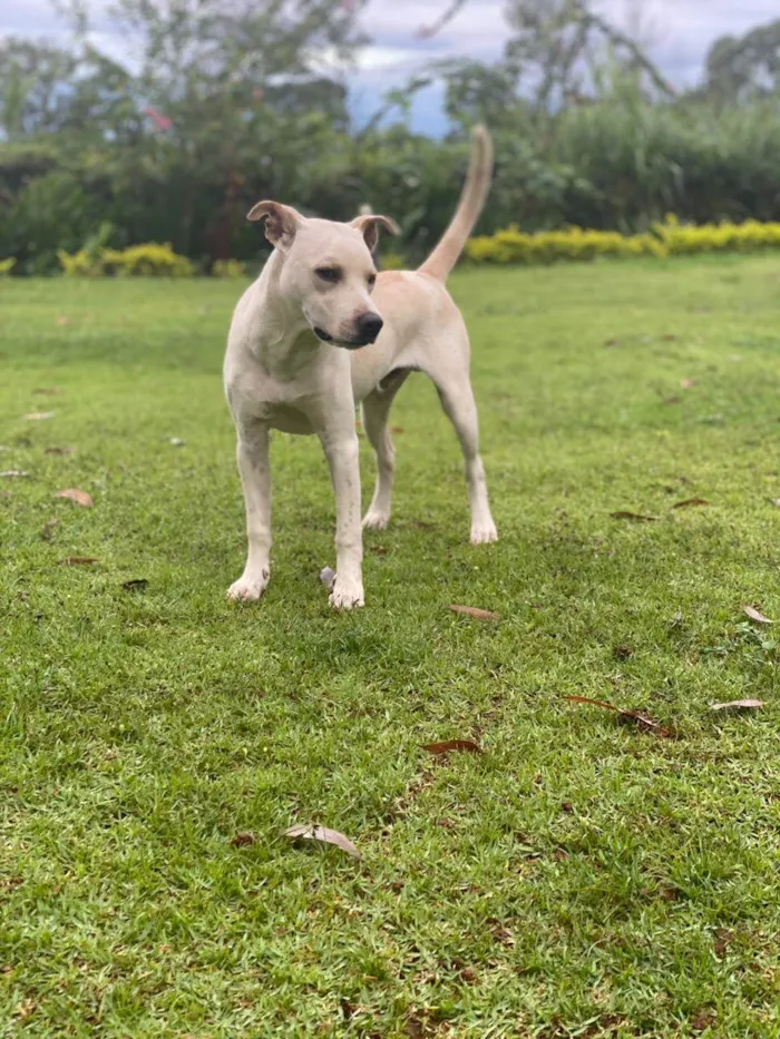 Cachorro ra a SRD-ViraLata idade 7 a 11 meses nome Fábio Júnior 