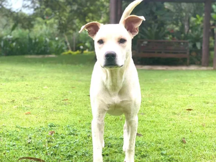 Cachorro ra a SRD-ViraLata idade 7 a 11 meses nome Fábio Júnior 