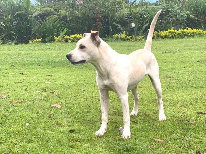 Cachorro ra a SRD-ViraLata idade 7 a 11 meses nome Fábio Júnior 