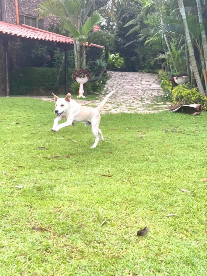 Cachorro ra a SRD-ViraLata idade 7 a 11 meses nome Fábio Júnior 