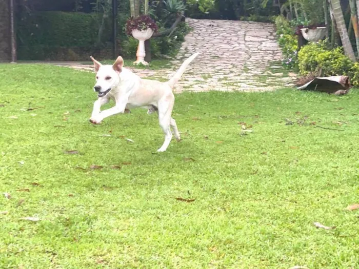 Cachorro ra a SRD-ViraLata idade 7 a 11 meses nome Fábio Júnior 