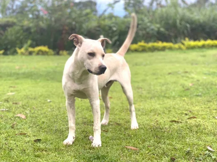 Cachorro ra a SRD-ViraLata idade 7 a 11 meses nome Fábio Júnior 