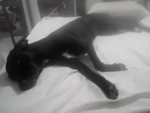 Cachorro raça SRD-ViraLata idade 7 a 11 meses nome Luna