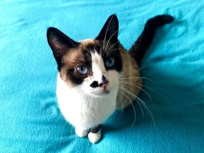 Gato raça SRdiamantes idade 2 a 6 meses nome Baunilha 