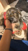 Princesa