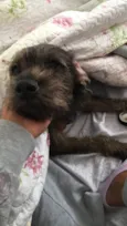 Princesa