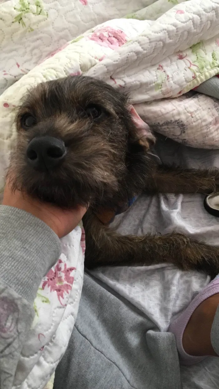 Cachorro ra a vira lata idade 1 ano nome Princesa