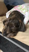 Princesa