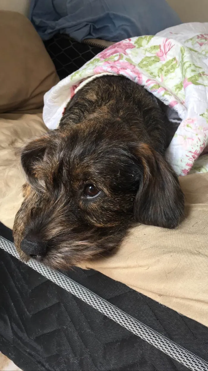Cachorro ra a vira lata idade 1 ano nome Princesa