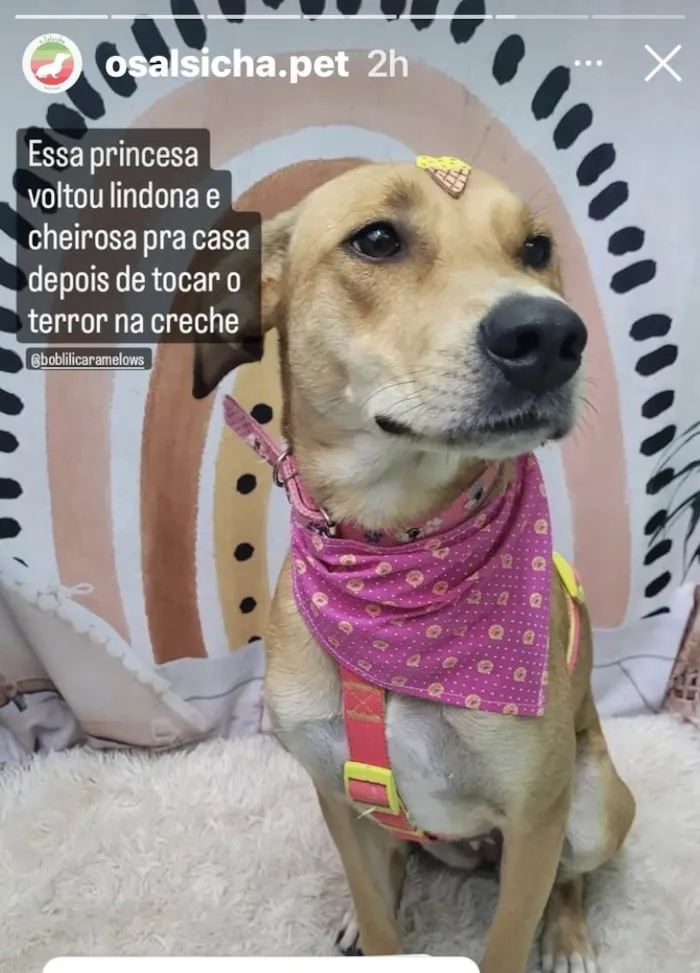 Cachorro ra a SRD-ViraLata idade 1 ano nome Lili