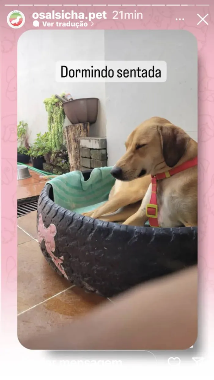 Cachorro ra a SRD-ViraLata idade 1 ano nome Lili