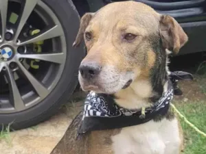 Cachorro raça SRD-ViraLata idade 2 anos nome Bruce