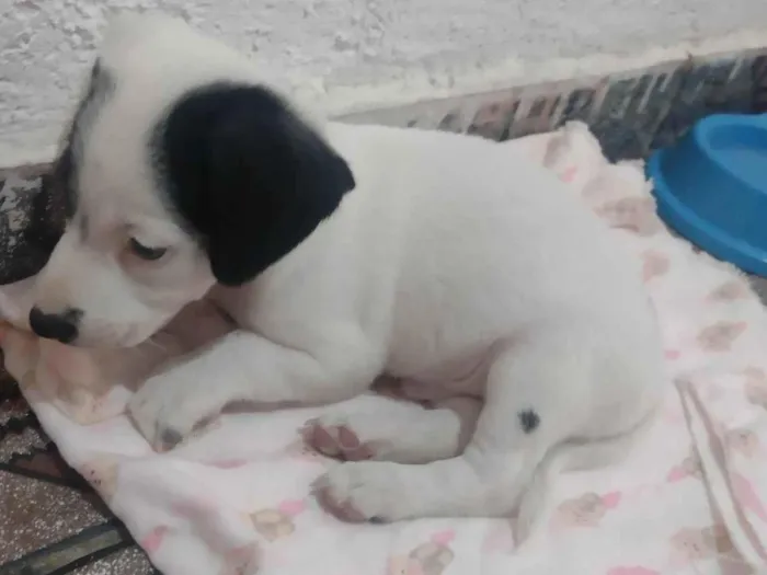 Cachorro ra a Sem raça definida  idade Abaixo de 2 meses nome Marshal