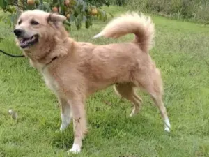 Cachorro raça SRD-ViraLata idade 4 anos nome Nina