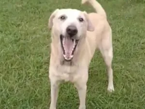 Cachorro raça SRD-ViraLata idade 4 anos nome Duque