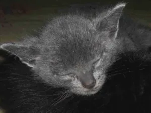 Gato raça SRD-ViraLata idade Abaixo de 2 meses nome Simba e Scar