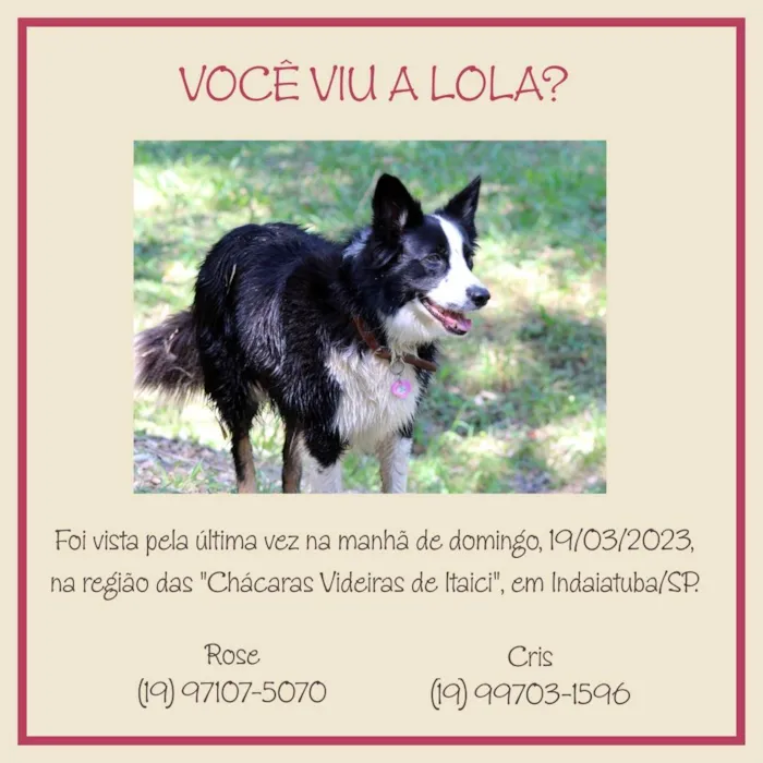 Cachorro ra a Border Collie idade 6 ou mais anos nome Lola