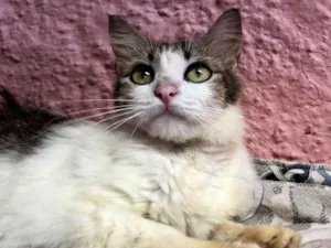 Gato raça SRDivino idade 2 a 6 meses nome Gigio