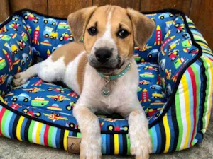Cachorro raça SRDelicious idade 2 a 6 meses nome Simba 