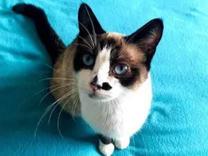 Gato raça SRdiamantes idade 2 a 6 meses nome Baunilha 