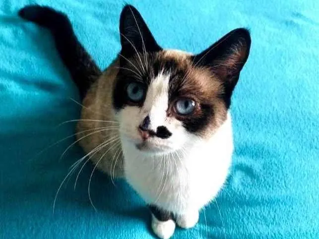 Gato raça SRdiamantes idade 2 a 6 meses nome Baunilha 