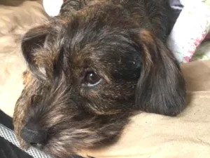 Cachorro raça vira lata idade 1 ano nome Princesa