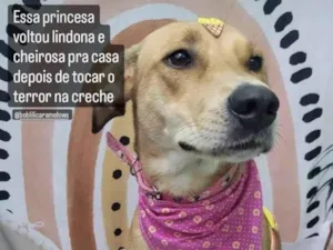 Cachorro raça SRD-ViraLata idade 1 ano nome Lili