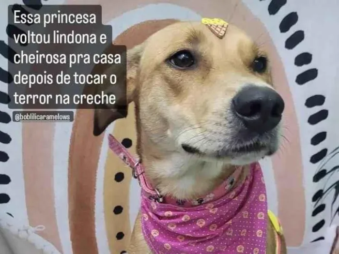 Cachorro ra a SRD-ViraLata idade 1 ano nome Lili