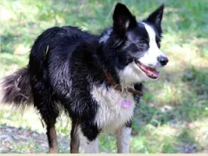 Cachorro raça Border Collie idade 6 ou mais anos nome Lola