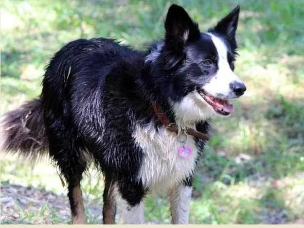 Cachorro ra a Border Collie idade 6 ou mais anos nome Lola
