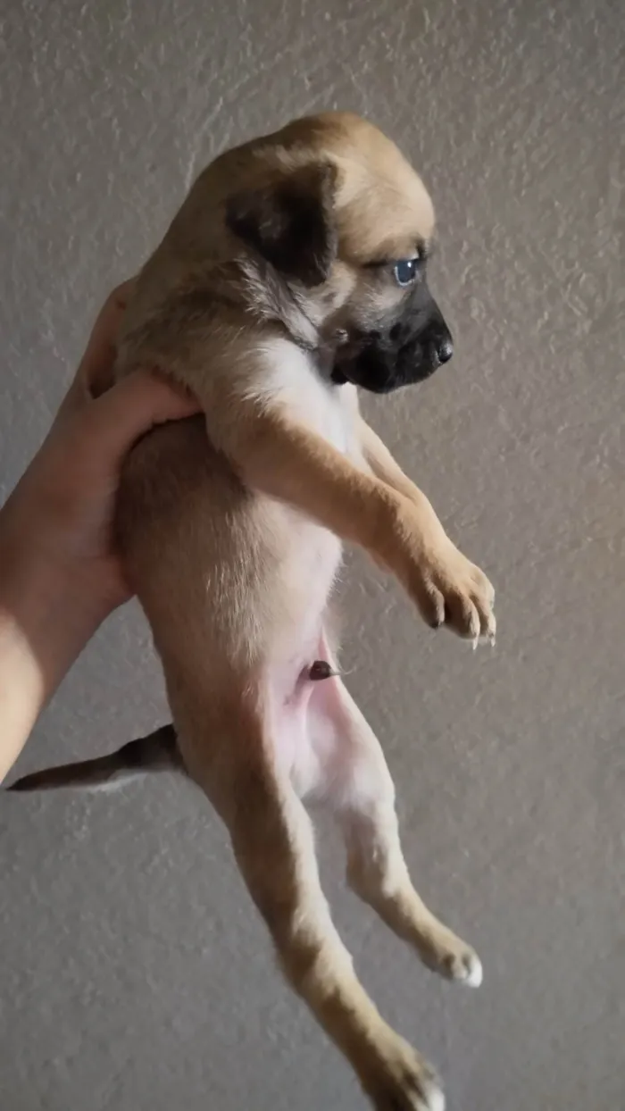 Cachorro ra a SRD-ViraLata idade  nome Macho