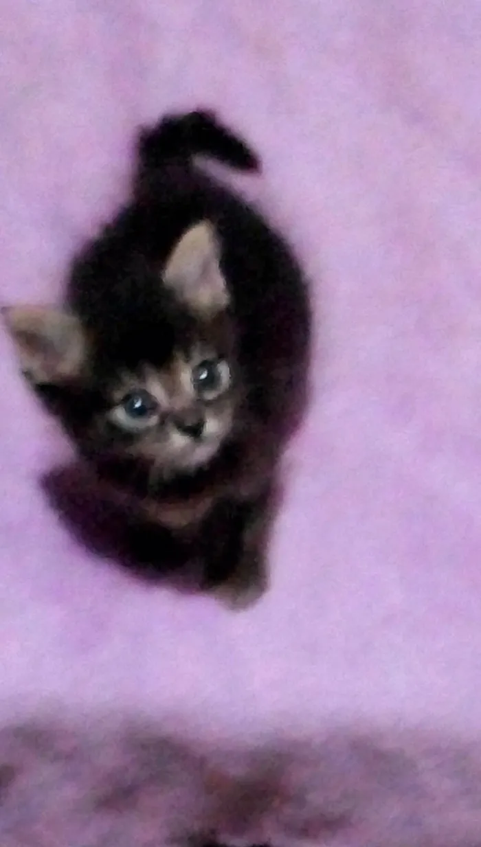 Gato raça SRD-ViraLata idade 2 a 6 meses nome Amy