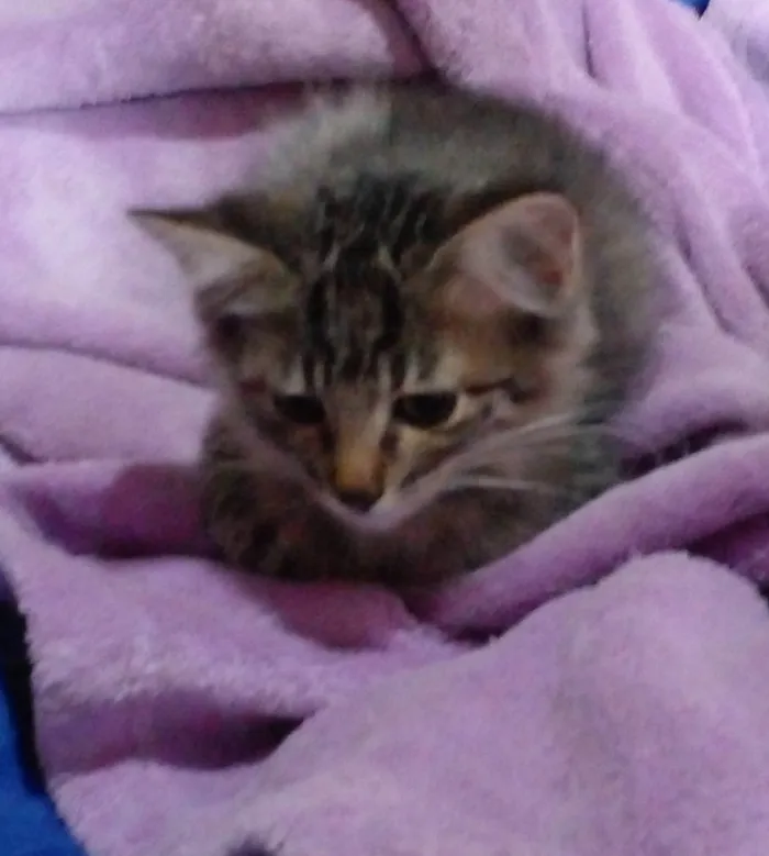 Gato raça SRD-ViraLata idade 2 a 6 meses nome Tomás 