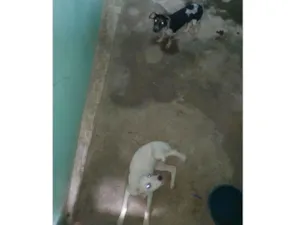 Cachorro raça SRD-ViraLata idade 2 a 6 meses nome Mel e Amora