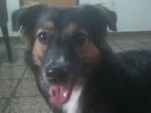 Cachorro raça SRD-ViraLata idade 1 ano nome Toby