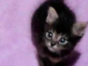 Gato raça SRD-ViraLata idade 2 a 6 meses nome Amy