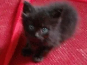 Gato raça SRD-ViraLata idade 2 a 6 meses nome Nico