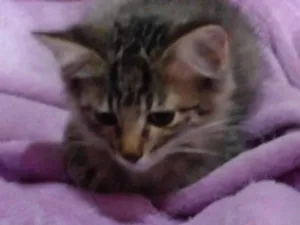 Gato raça SRD-ViraLata idade 2 a 6 meses nome Tomás 