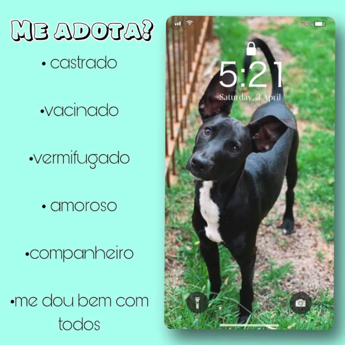Cachorro ra a SRD-ViraLata idade 7 a 11 meses nome Simba