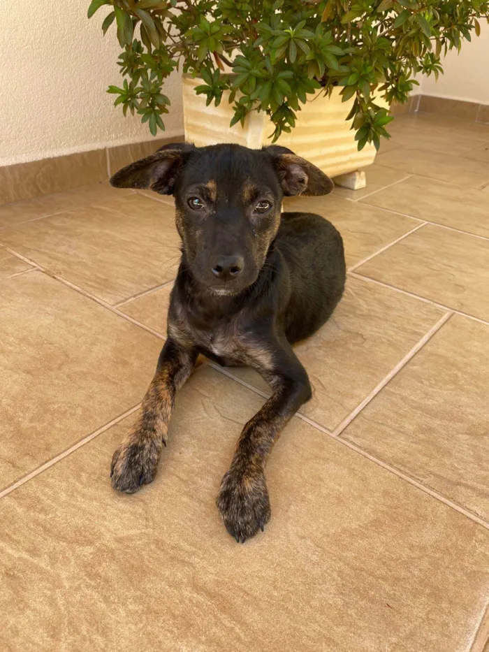 Cachorro ra a SRD-ViraLata idade 2 a 6 meses nome Lui Lorenzo