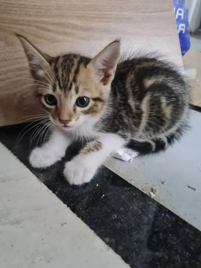Gato ra a SRD-ViraLata idade 2 a 6 meses nome BRITNEY