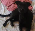 Cachorro raça SRD-ViraLata idade 2 a 6 meses nome Pandora
