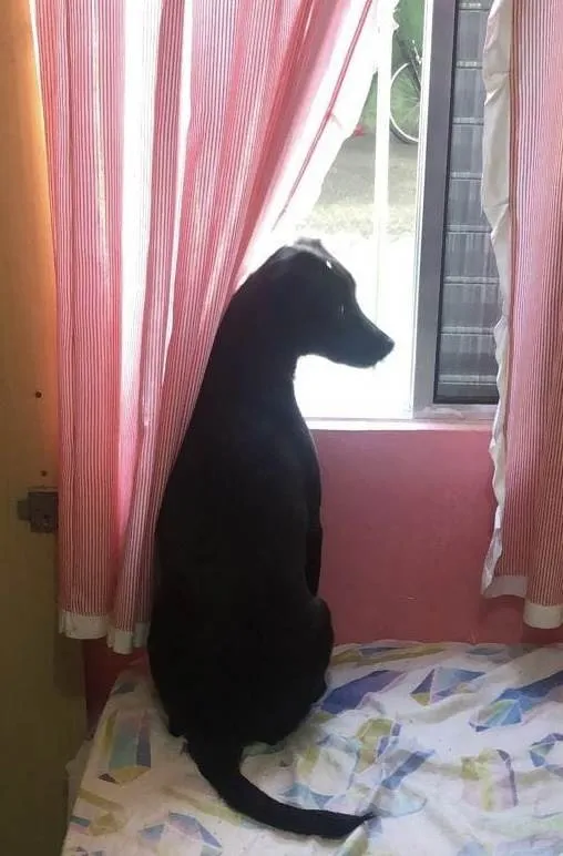 Cachorro raça SRD-ViraLata idade 2 a 6 meses nome Pandora