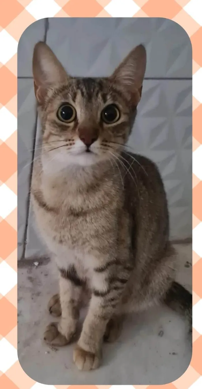 Gato ra a SRD-ViraLata idade 2 a 6 meses nome Magali