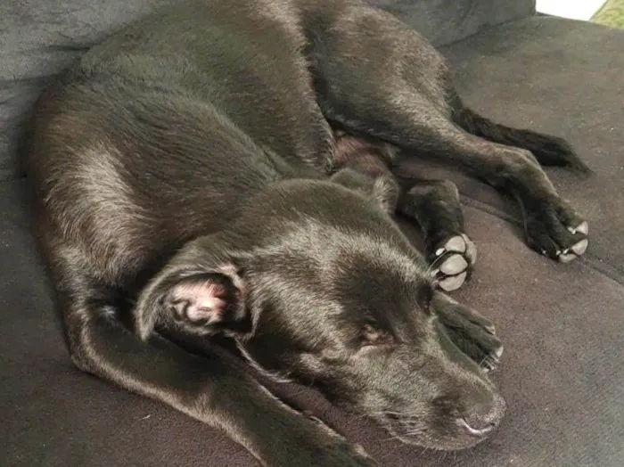 Cachorro raça SRD-ViraLata idade 2 a 6 meses nome Pandora