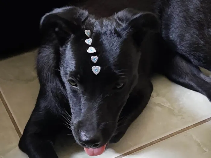 Cachorro raça SRD-ViraLata idade 2 a 6 meses nome Pandora