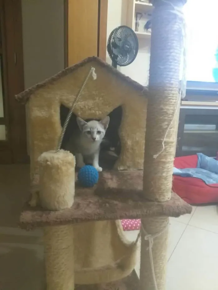 Gato ra a SRD-ViraLata idade Abaixo de 2 meses nome Hanna